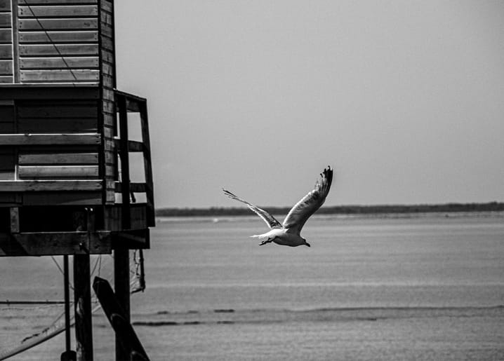 Schwarz-weißes Foto einer fliegenden Möwe neben einem Holzsteg über dem Meer