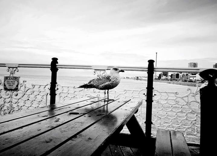 Seagull standing on a pier bench beside an ornate railing by the sea
