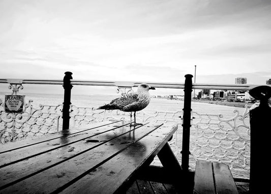 Seagull standing on a pier bench beside an ornate railing by the sea
