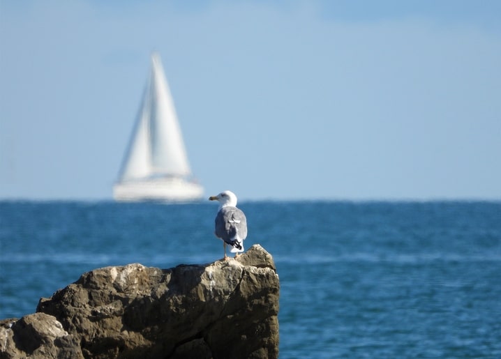 Seagull standing on a coastal rock with a white sailboat in the distance