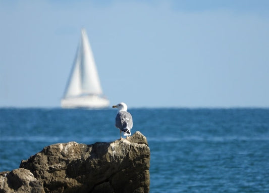 Seagull standing on a coastal rock with a white sailboat in the distance