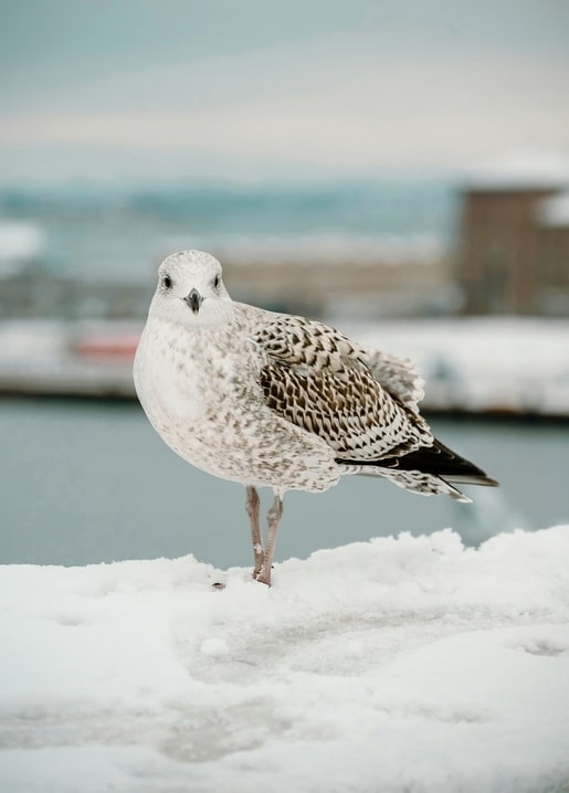 Seagull standing on a snow-covered pier by a winter harbor
