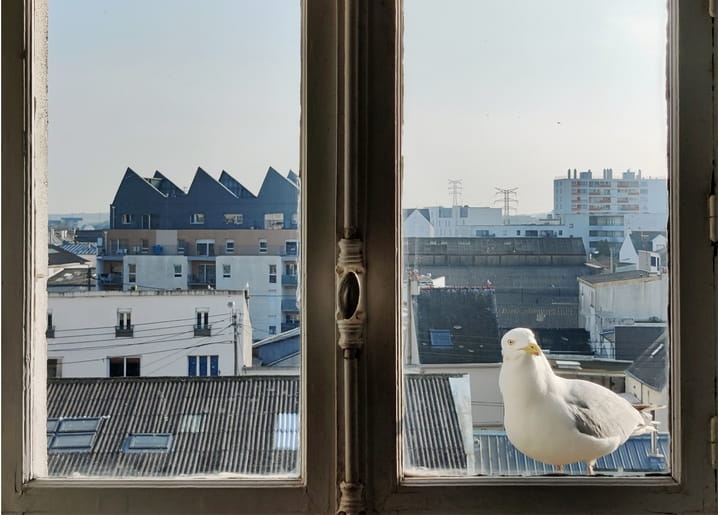 Möwe sitzt auf der Fensterbank mit Blick auf Stadtdächer