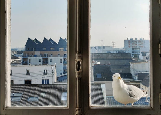 Möwe sitzt auf der Fensterbank mit Blick auf Stadtdächer