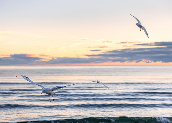 Seagulls flying over a calm sea under a golden-pink sunset sky