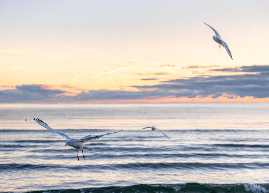 Seagulls flying over a calm sea under a golden-pink sunset sky