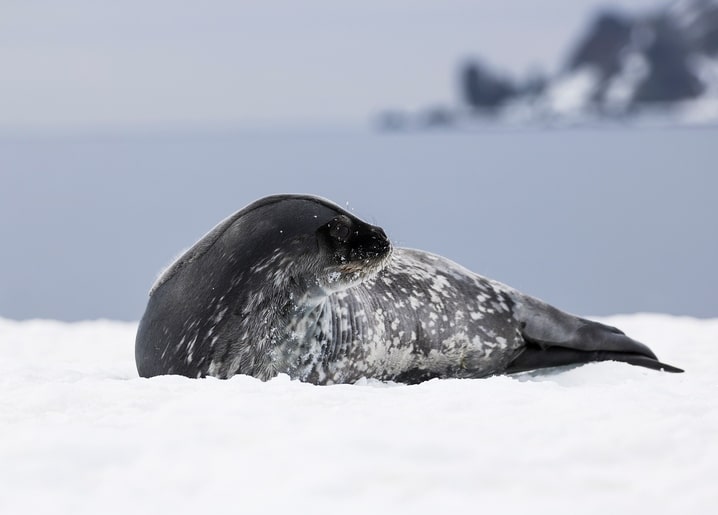 Seal resting on snow with icy cliffs blurred in the background