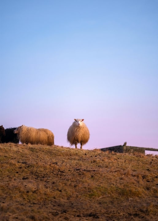 Woolly sheep standing on a hilltop against a dusk sky fading from blue to pink