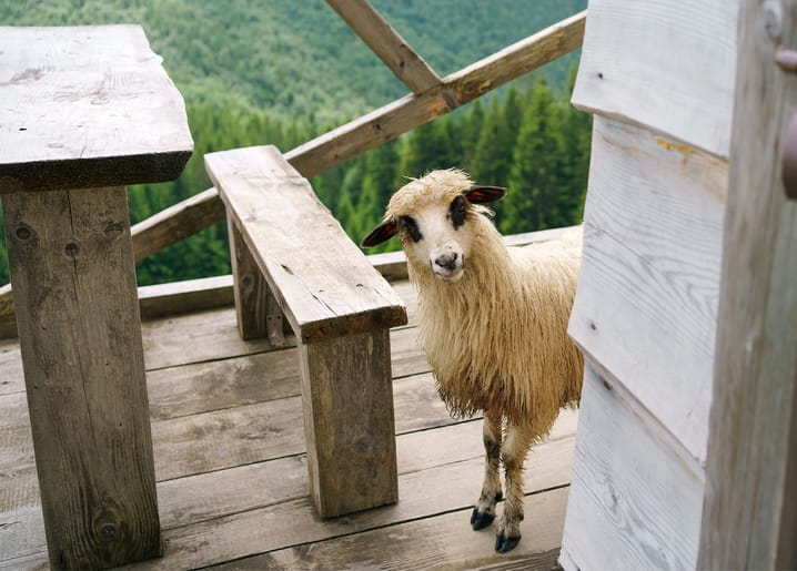 Neugieriges Schaf steht auf einer hölzernen Bergterrasse vor bewaldeten Gipfeln