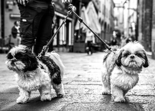 Two shaggy Shih Tzu dogs on leashes walking side by side on a cobblestone street