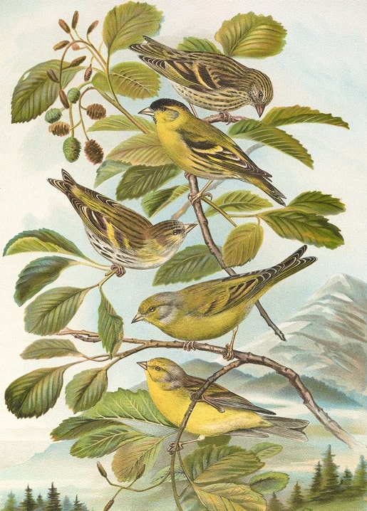 Four siskins perched on an alder branch with snow-capped mountains in the background.