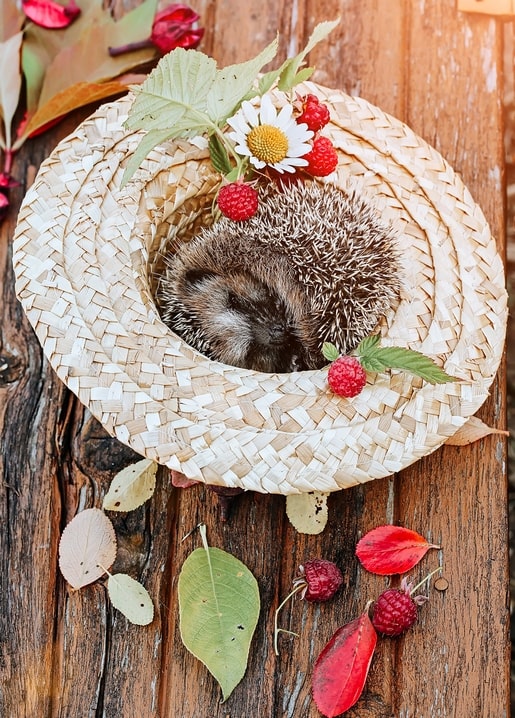 Hedgehog sleeping curled up inside a straw hat decorated with raspberries and a daisy