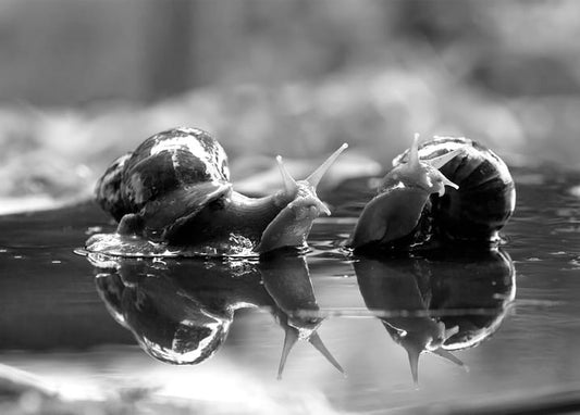 Two snails touching antennae on a wet, mirror-like surface, black-and-white macro photo