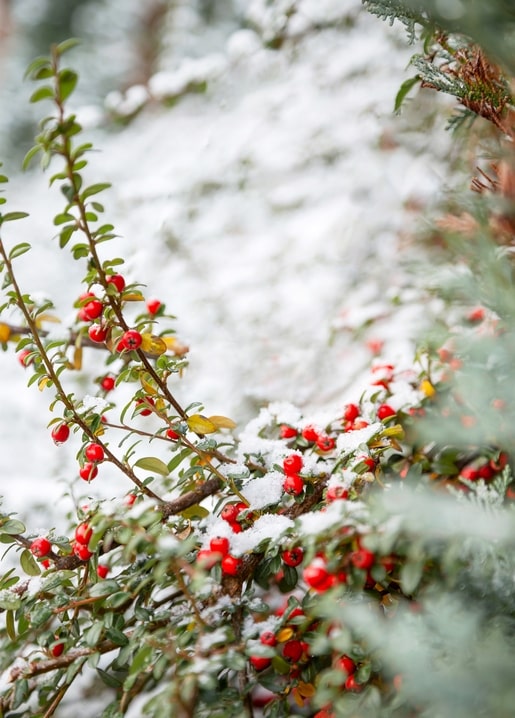 Snow and frost covering red berries on a branch with evergreen needles in the background