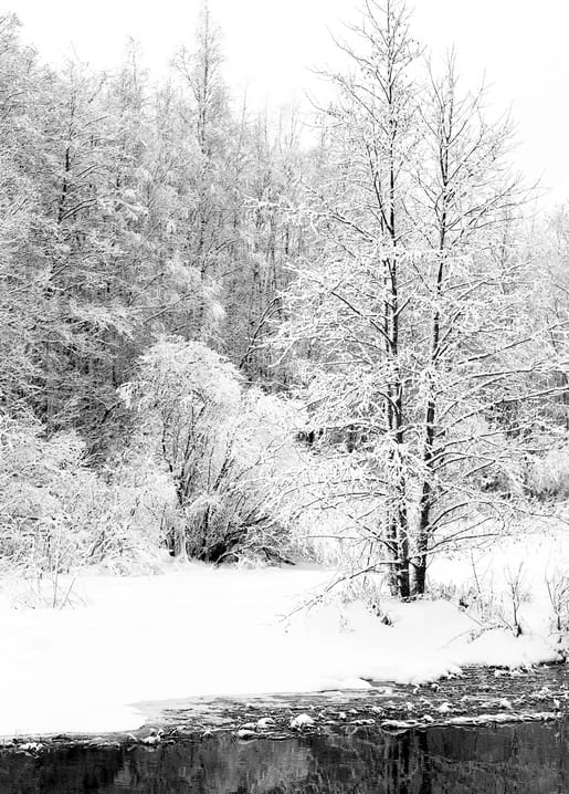 Schwarzweißfoto schneebedeckter Birken, die sich im stillen Fluss spiegeln