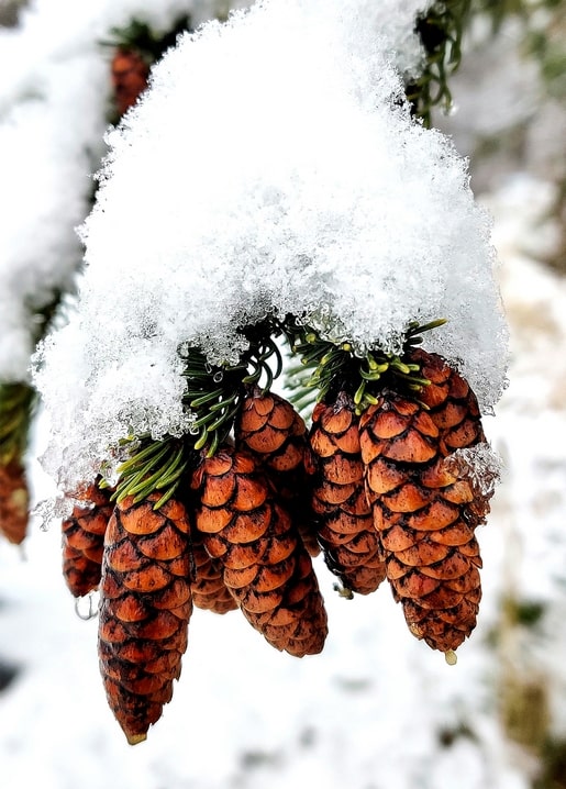 Snow-covered pine cones hanging from a frosted fir branch
