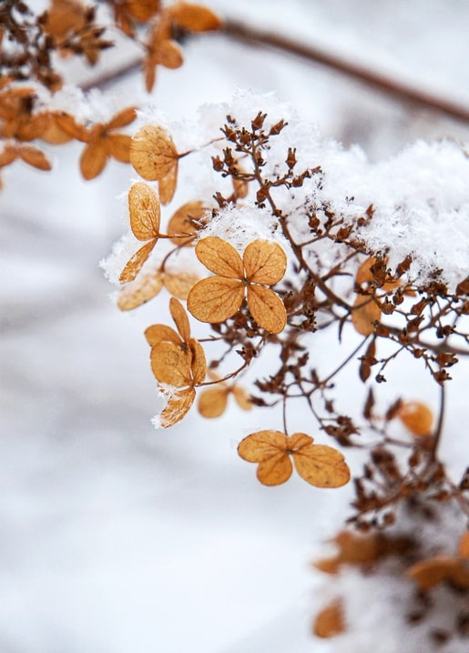 Close-up of golden dried hydrangea blossoms on a branch topped with fresh snow