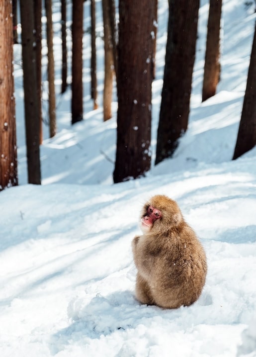 Japanese snow monkey sitting on snow among pine tree trunks in a forest