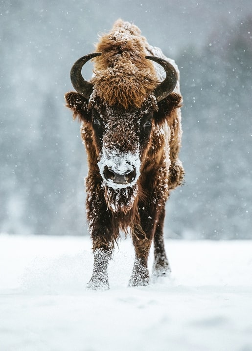 European bison walking through falling snow with frost-covered fur