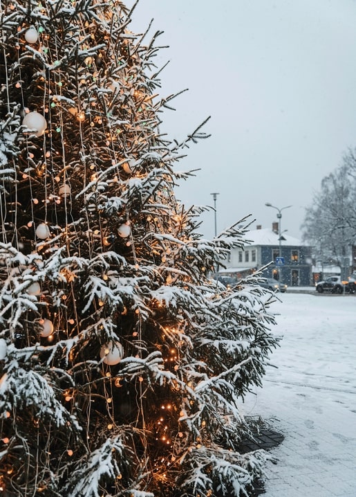 Snow-covered Christmas tree strung with fairy lights on a quiet winter street