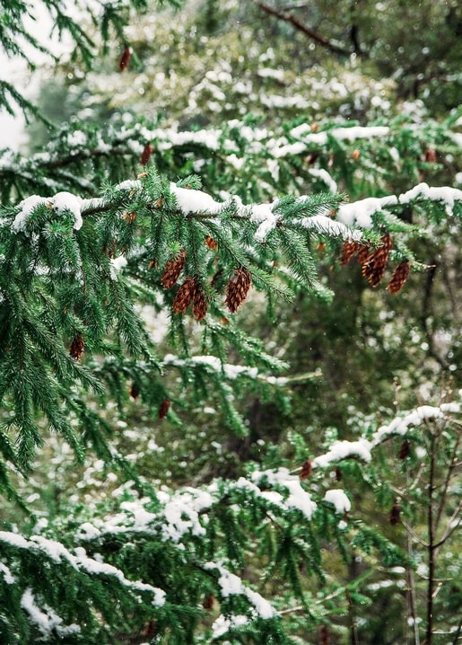 Snow-dusted fir branch with small pinecones and frosted green needles, seen close up