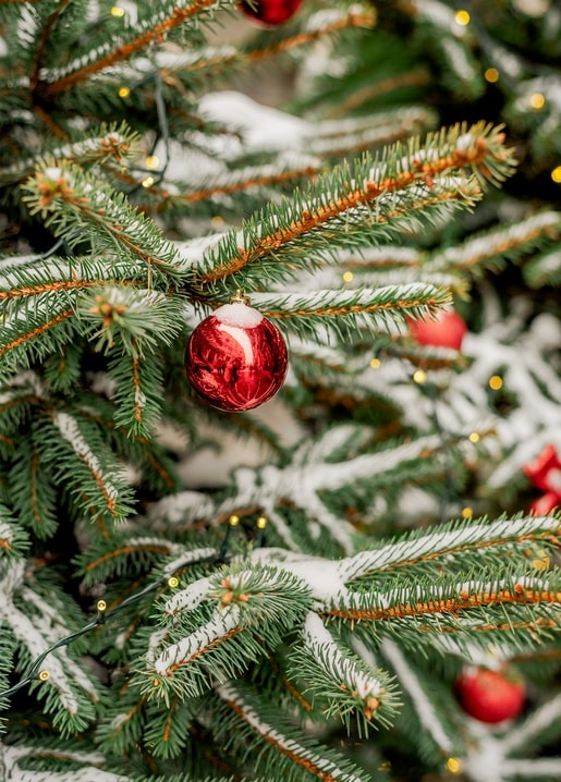 Snow-covered fir branch with a red glass ornament and warm fairy lights