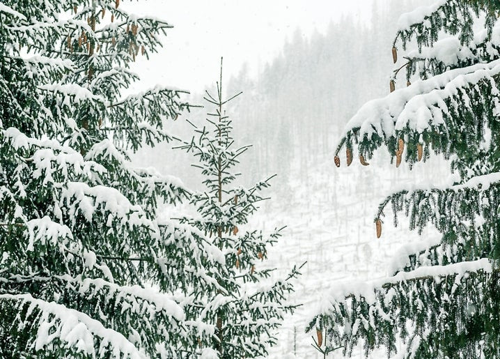 Snow-covered spruce branches in a misty winter forest with pine cones