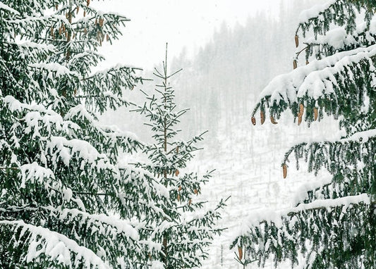 Snow-covered spruce branches in a misty winter forest with pine cones