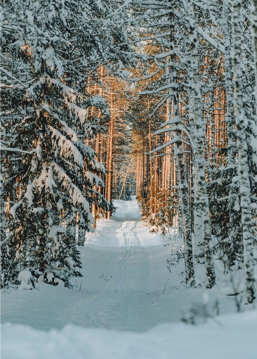 Snow-covered forest path lit by golden sunset light between pine trees