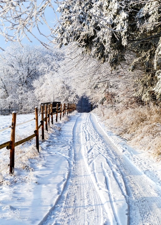 Snow-covered forest road lined by a frosty wooden fence and pine trees