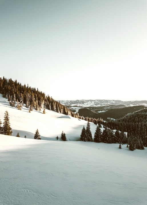 Snow-covered mountain slope and pine forest at low winter sun