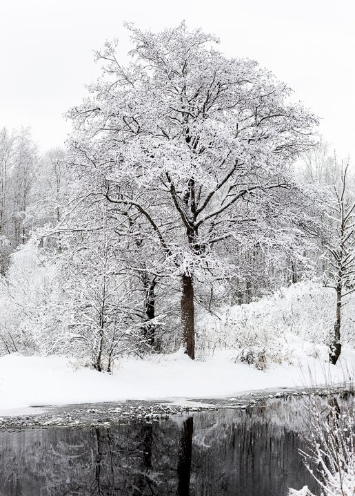 Snow-covered oak tree reflected in the still dark water of a winter pond