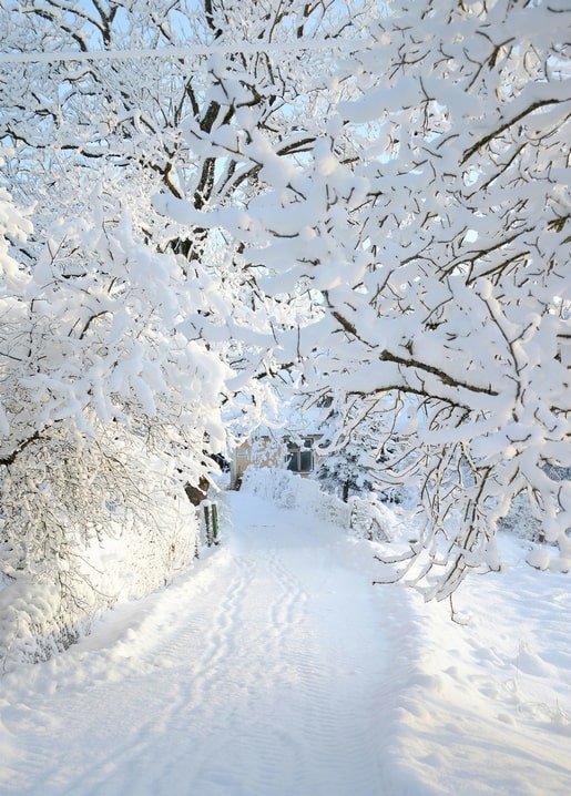 Frost-covered branches arching over a snowy garden path leading to a distant gate