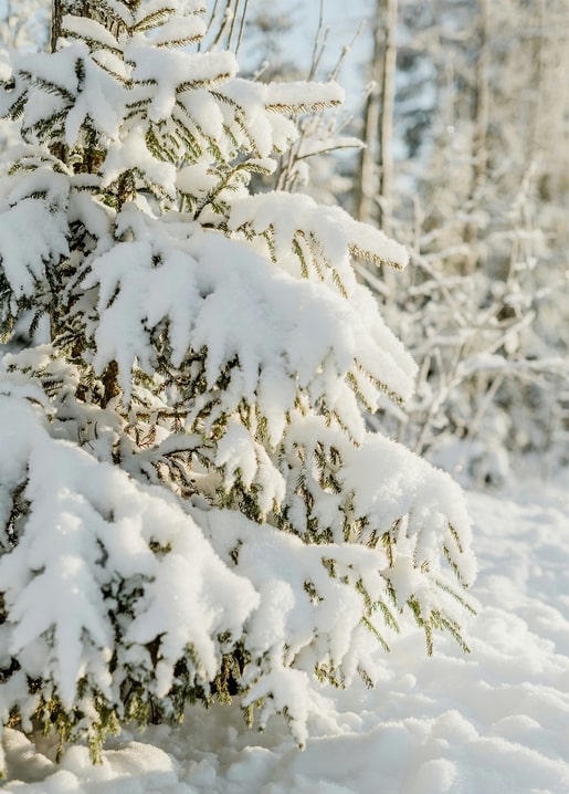 Snow-covered pine branch bending low in a quiet winter forest