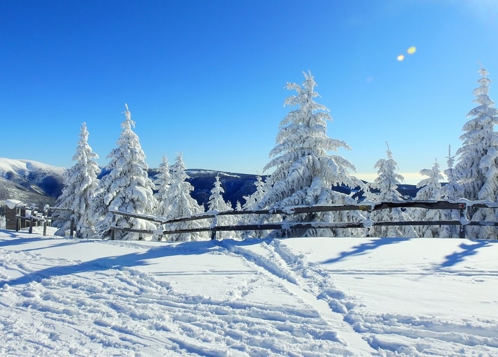 Snow-covered pine trees beside a wooden fence under blue sky