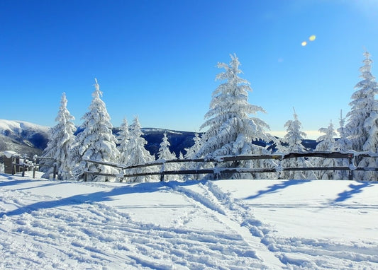 Snow-covered pine trees beside a wooden fence under blue sky