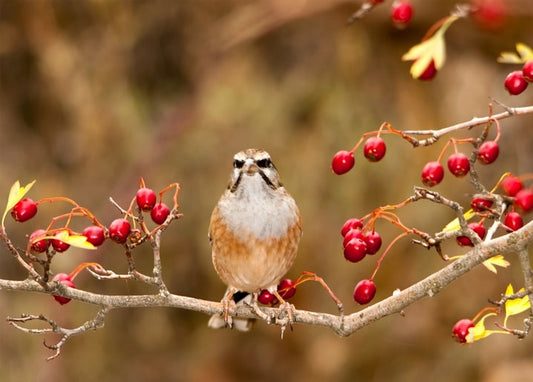 Kleiner Singvogel auf einem Weißdornzweig mit roten Beeren