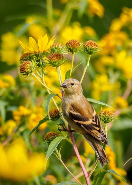 Small songbird perched on a stem among bright yellow wildflowers