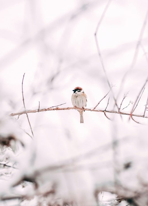 Sparrow perched on a frosty branch against a blurred pink-white winter background