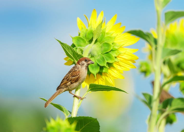House sparrow perched on a sunflower stem among green leaves and yellow petals