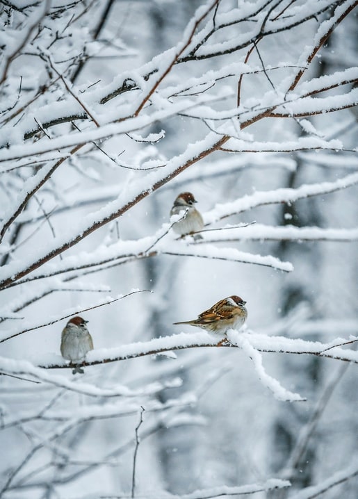 Three sparrows perched on snow-covered branches during a light snowfall