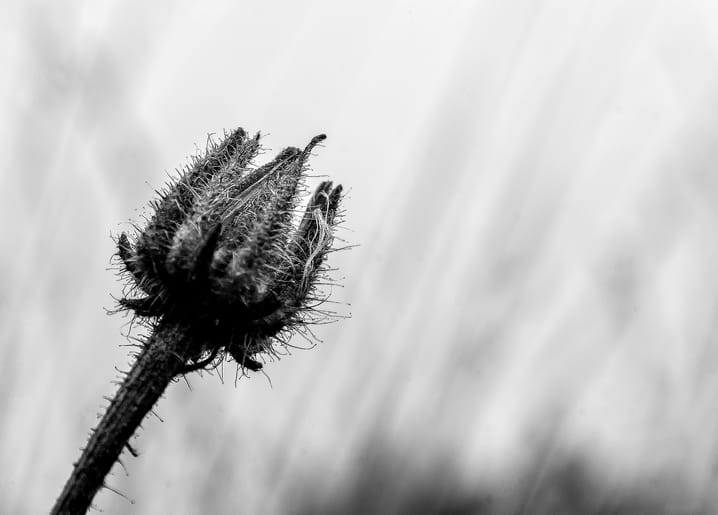 Schwarz-weißes Makrofoto einer stacheligen, behaarten Knospe vor unscharfem Gras