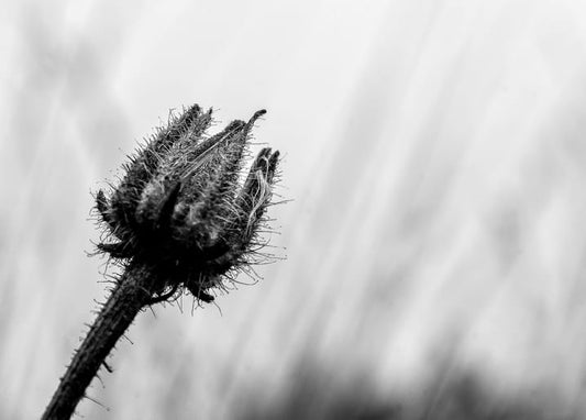 Macro black-and-white photo of a spiky, hairy flower bud against blurred grass