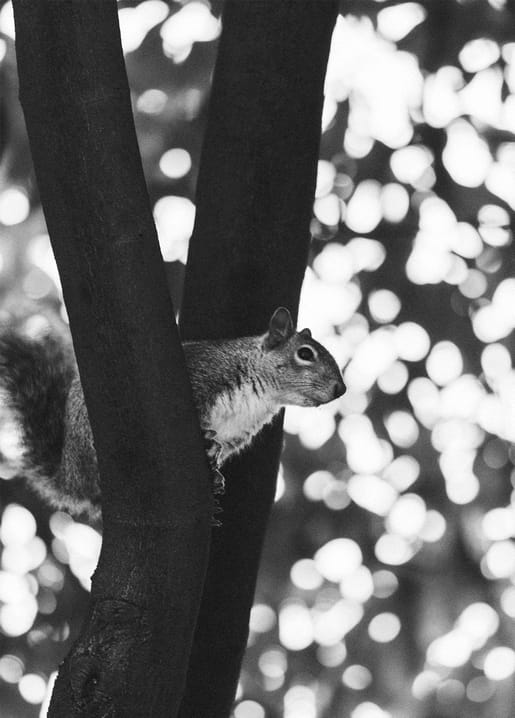 Eichhörnchen späht zwischen zwei Baumstämmen hervor, Bokeh im Hintergrund