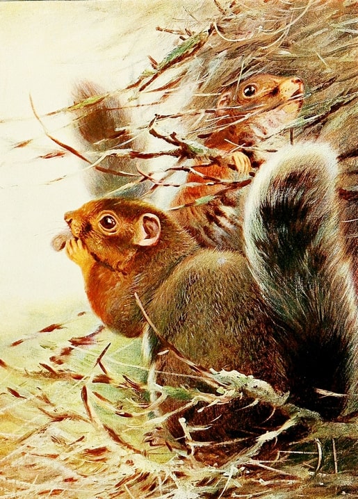 Vintage-Illustration zweier Eichhörnchen, die Samen in einem Nest aus Zweigen knabbern