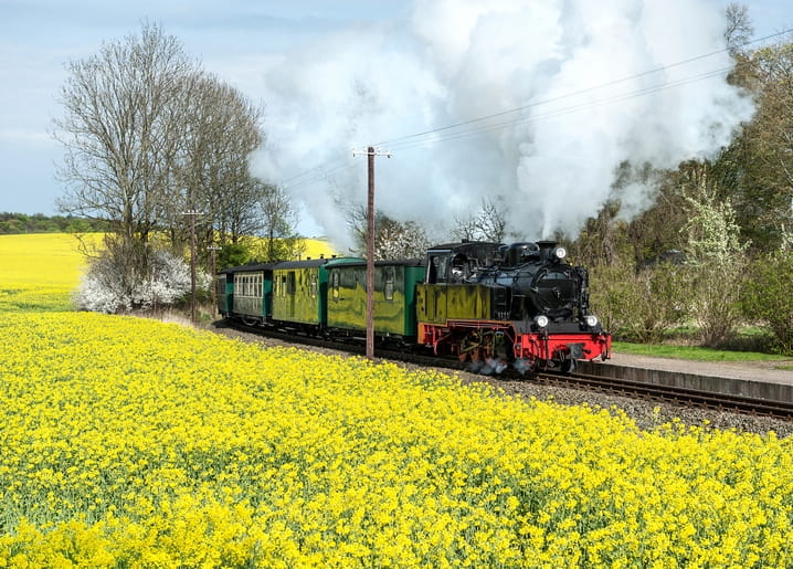 Steam locomotive with green carriages passing a blooming yellow rapeseed field, trailing white smoke