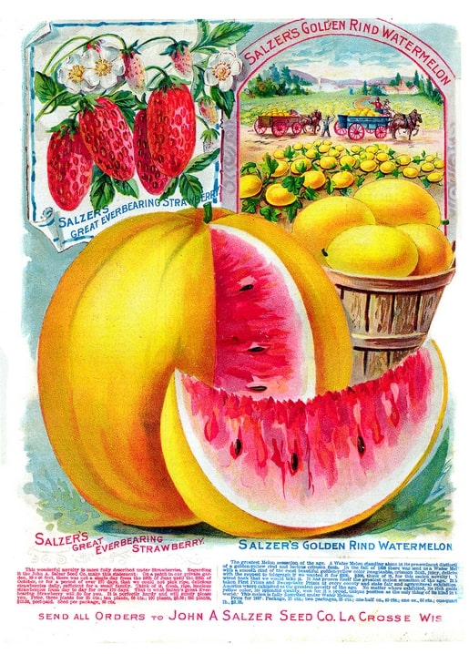 Salzer's seed catalog cover with strawberries and a sliced golden-rind watermelon