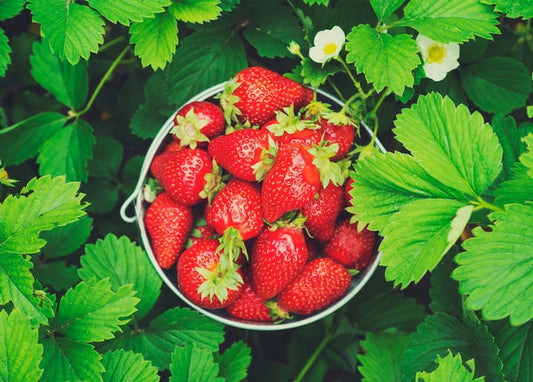 Metalleimer voller Erdbeeren zwischen Erdbeerpflanzenblättern