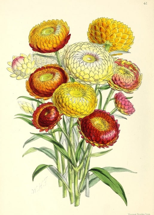 Vintage botanical illustration of an orange, yellow and red strawflower bouquet with green stems on aged paper