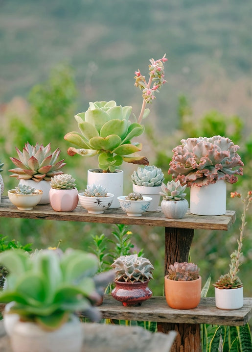 Succulents in terracotta pots and patterned bowls on a wooden plant stand outdoors